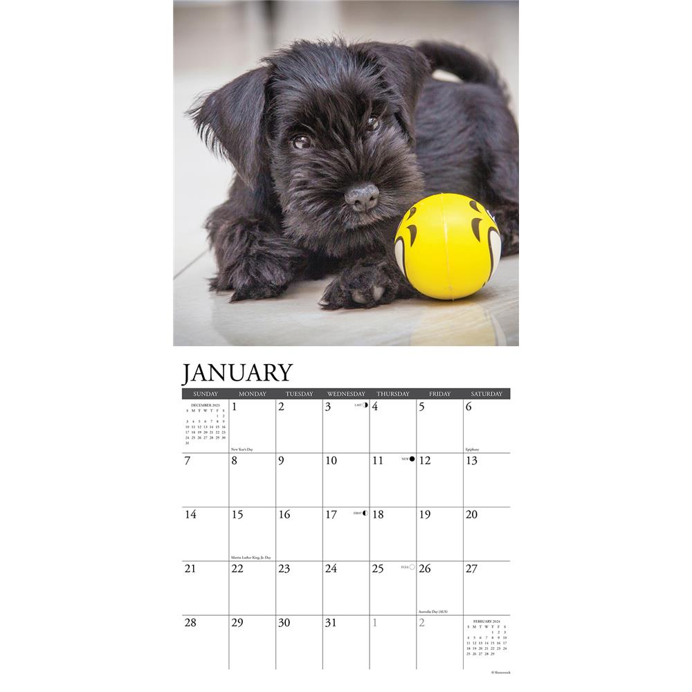Just Schnauzer Puppies 2024 Wall Calendar