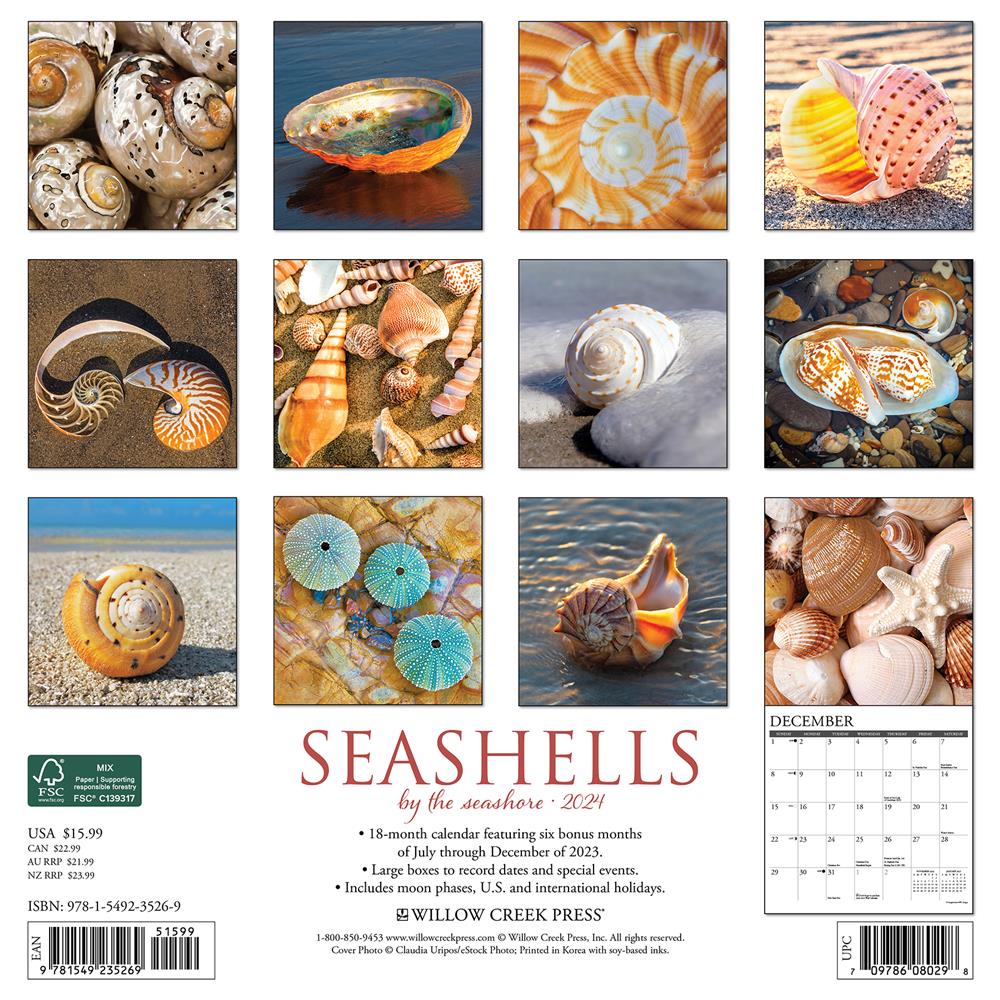 Seashells 2024 Wall Calendar - Online Exclusive