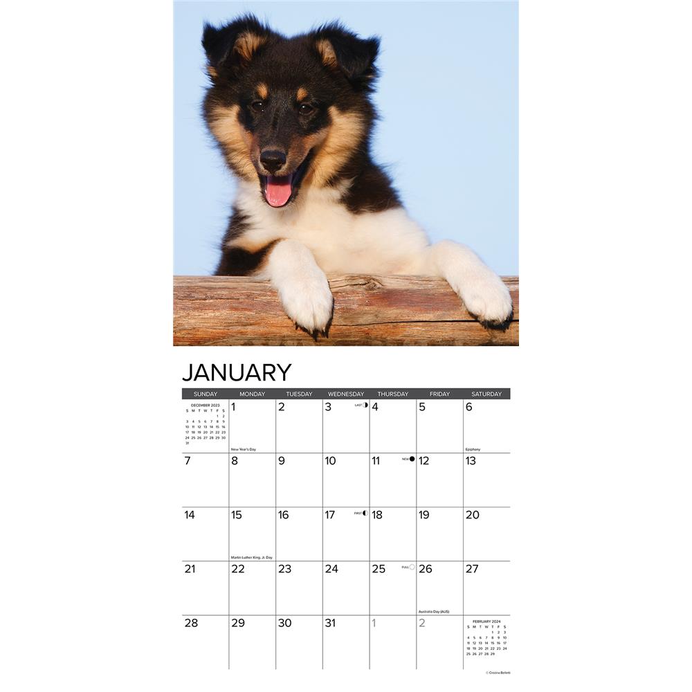 Just Sheltie Puppies 2024 Wall Calendar - Online Exclusive