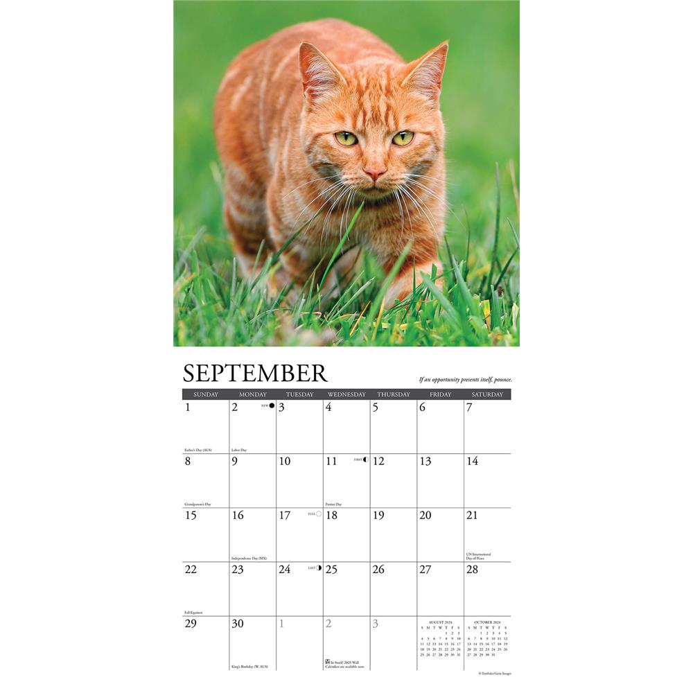 What Cats Teach Us 2024 Wall Calendar