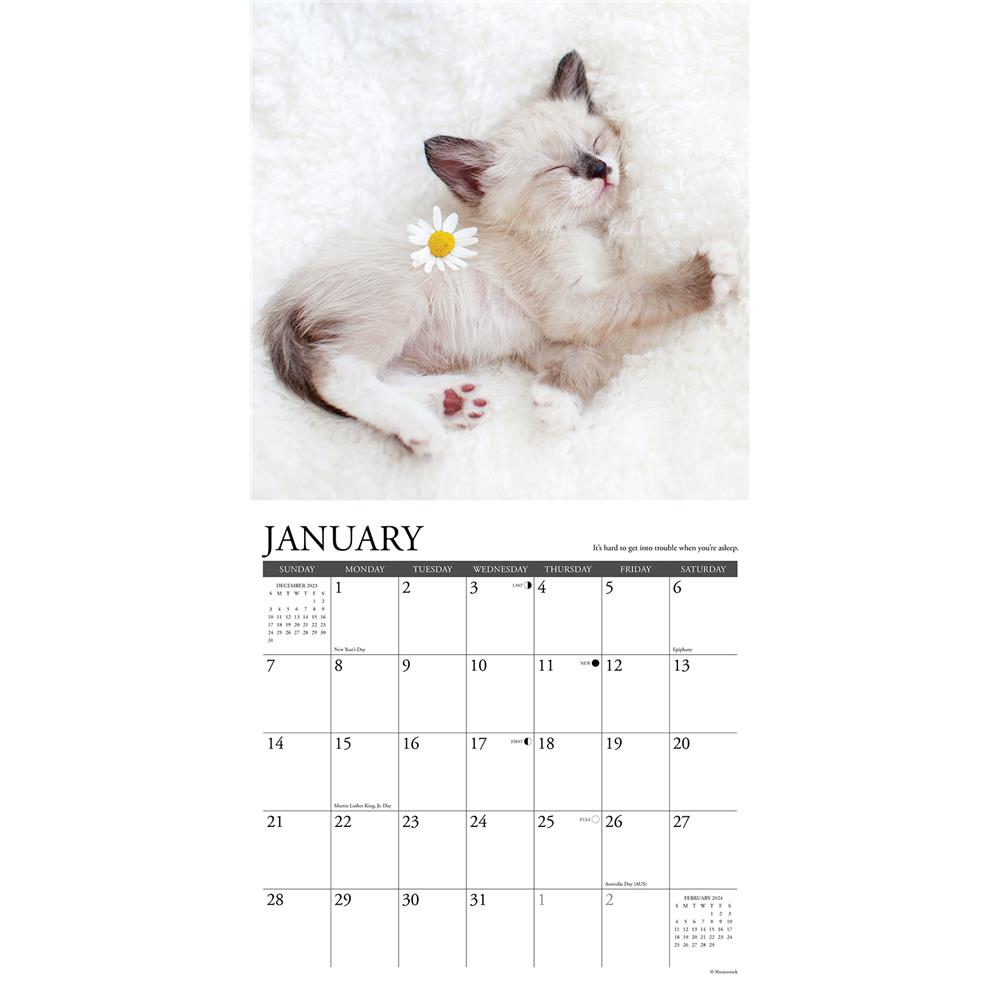 What Kittens Teach Us 2024 Wall Calendar