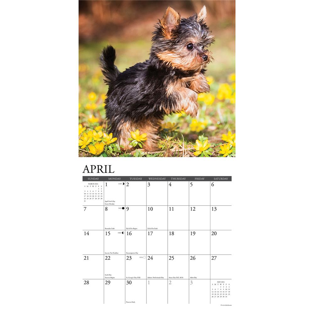 Just Yorkie Puppies 2024 Wall Calendar