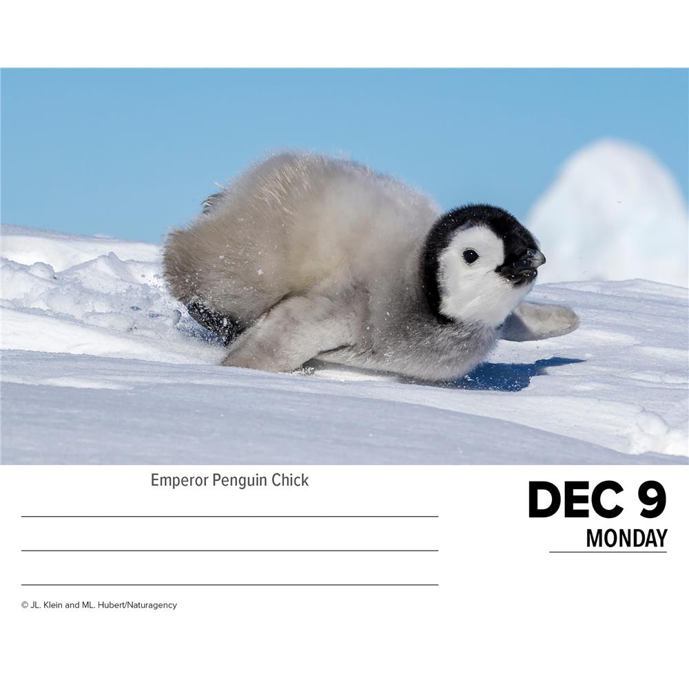Baby Animals 2024 Box Calendar - Online Exclusive product image