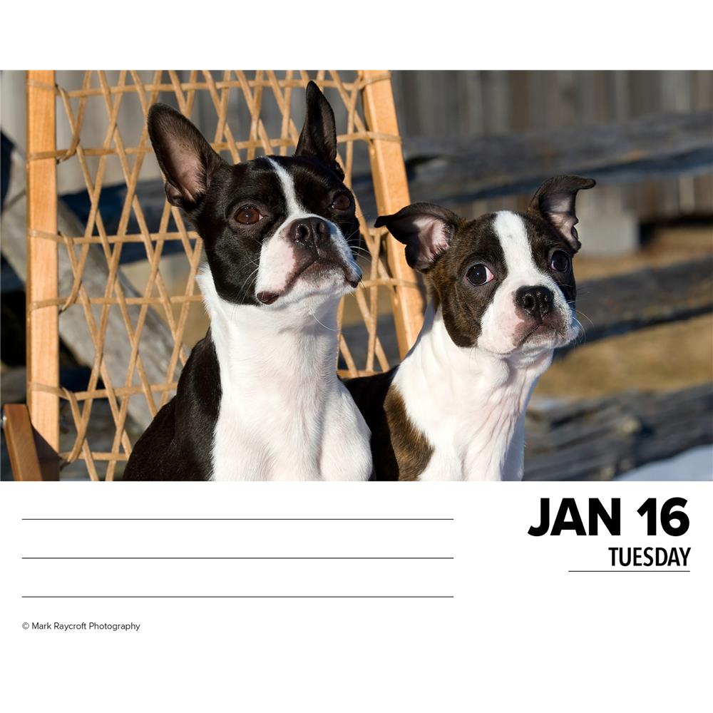 Boston Terriers 2024 Box Calendar - Online Exclusive product image