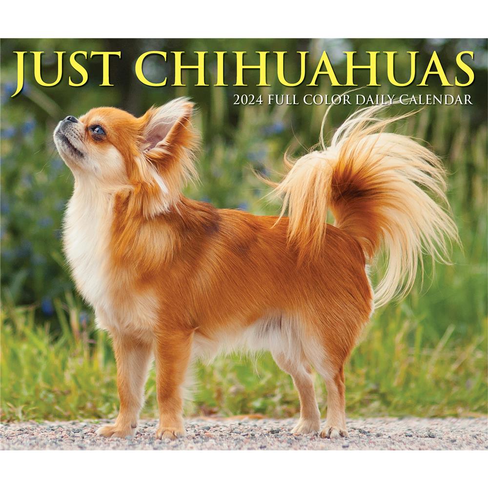 Chihuahuas 2024 Box Calendar - Online Exclusive product image