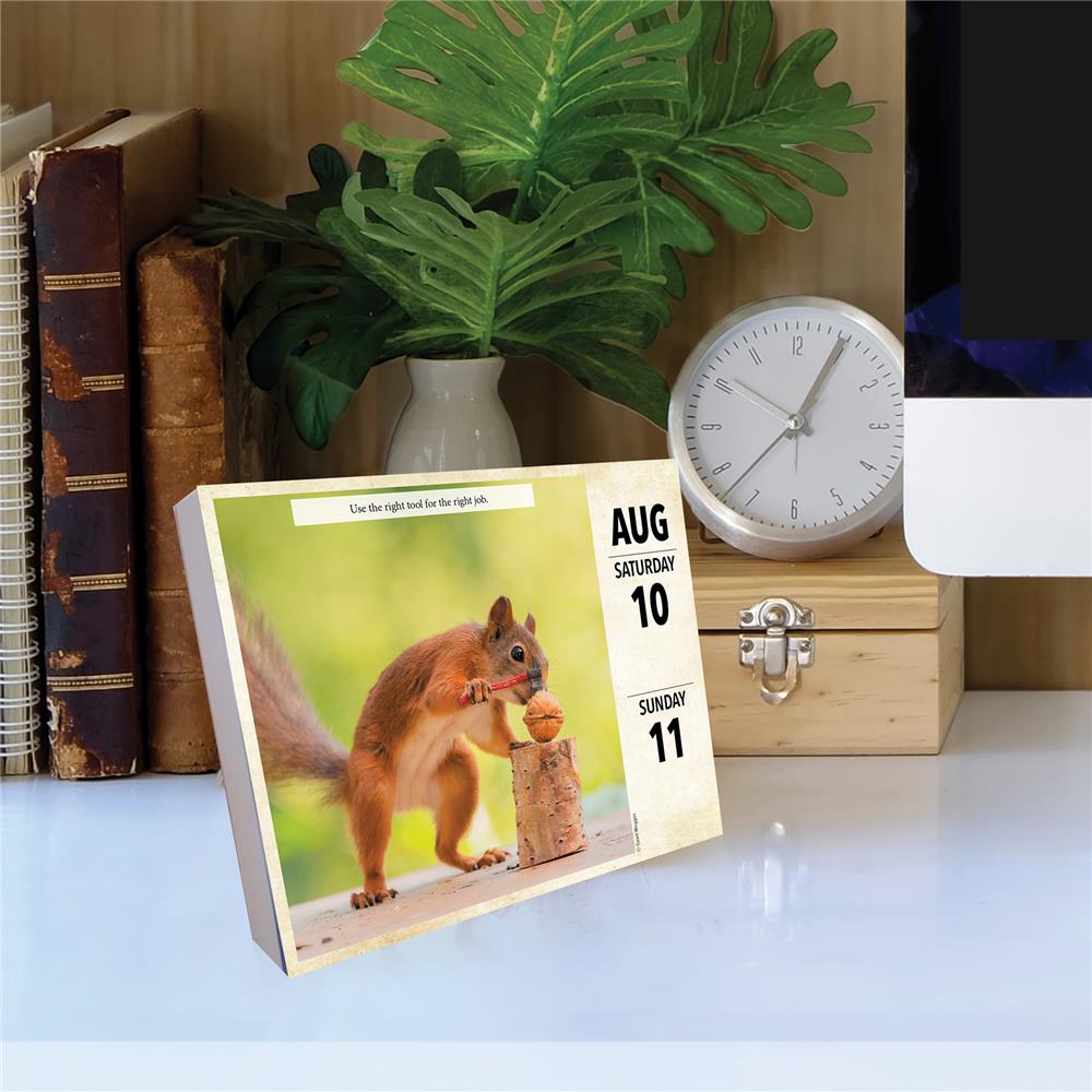 Gettin Squirrelly 2024 Box Calendar - Online Exclusive product image