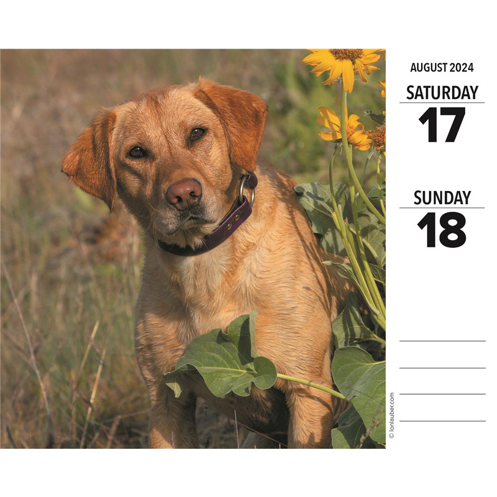 Labs 2024 Box Calendar - Online Exclusive product image