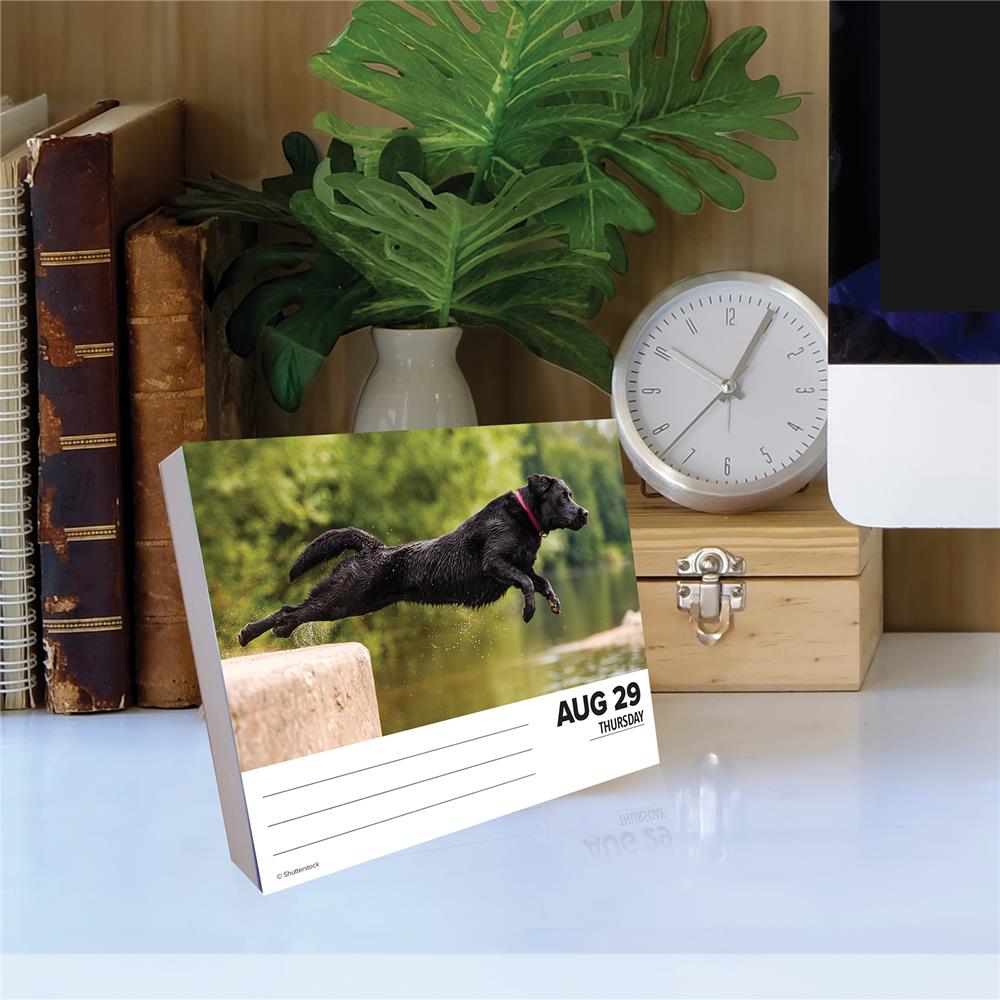 Labs 2024 Box Calendar - Online Exclusive product image