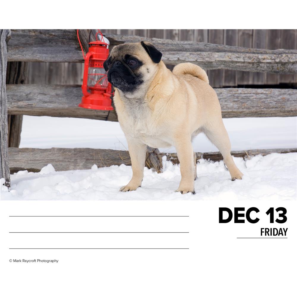 Pugs 2024 Box Calendar - Online Exclusive product image
