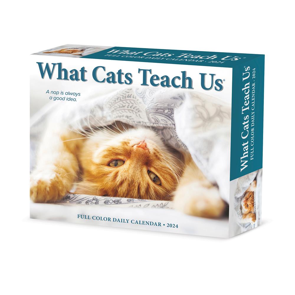 What Cats Teach Us 2024 Box Calendar product image