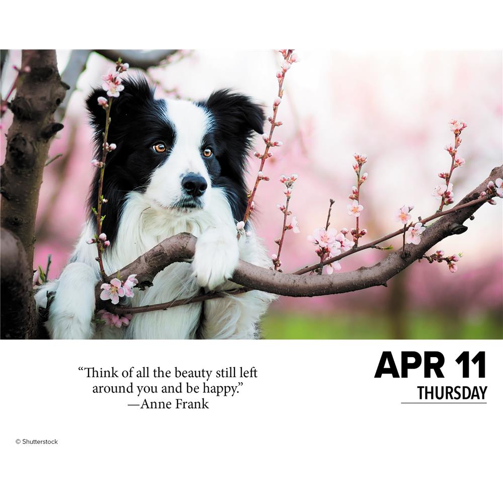 What Dogs Teach Us 2024 Box Calendar product image