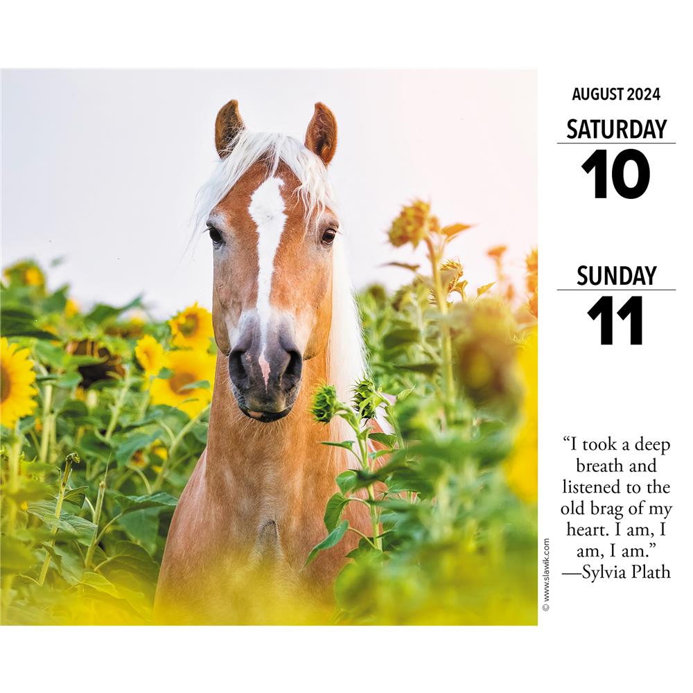 What Horses Teach Us 2024 Box Calendar product image