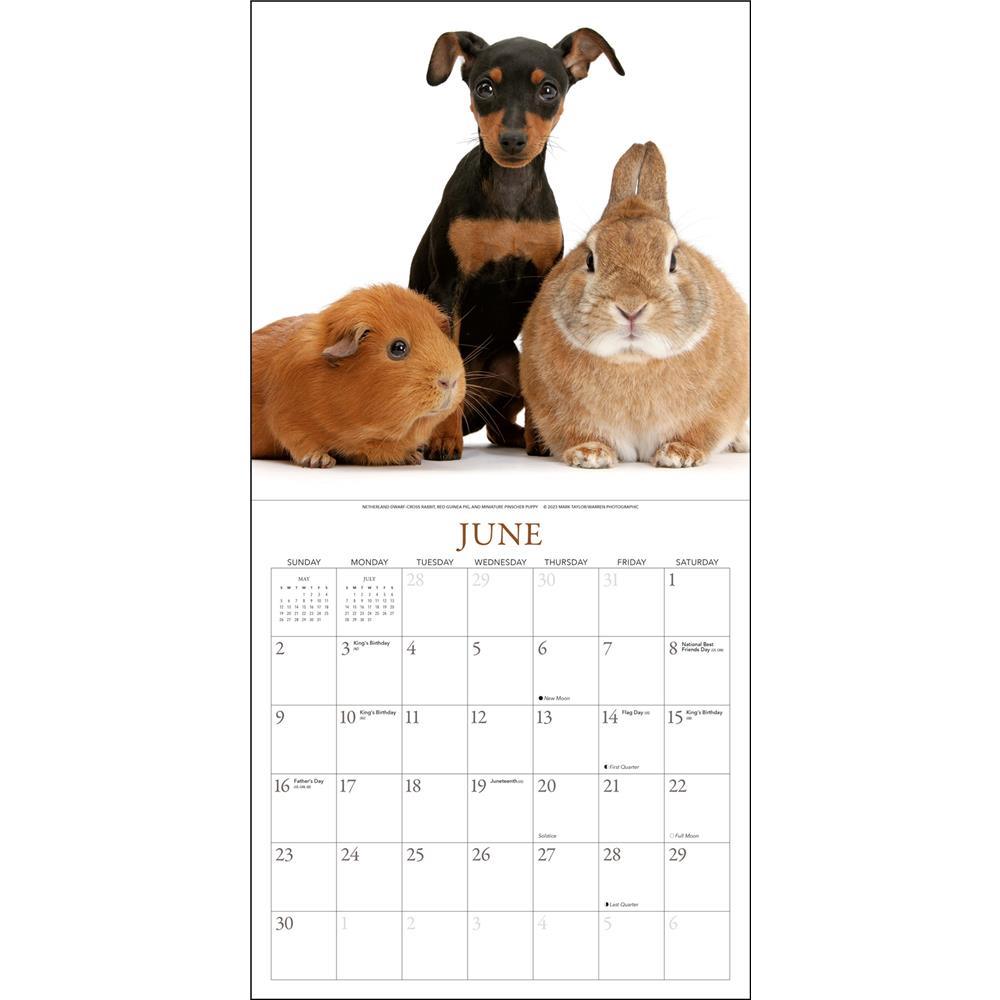Bunnies and Friends 2024 Wall Calendar