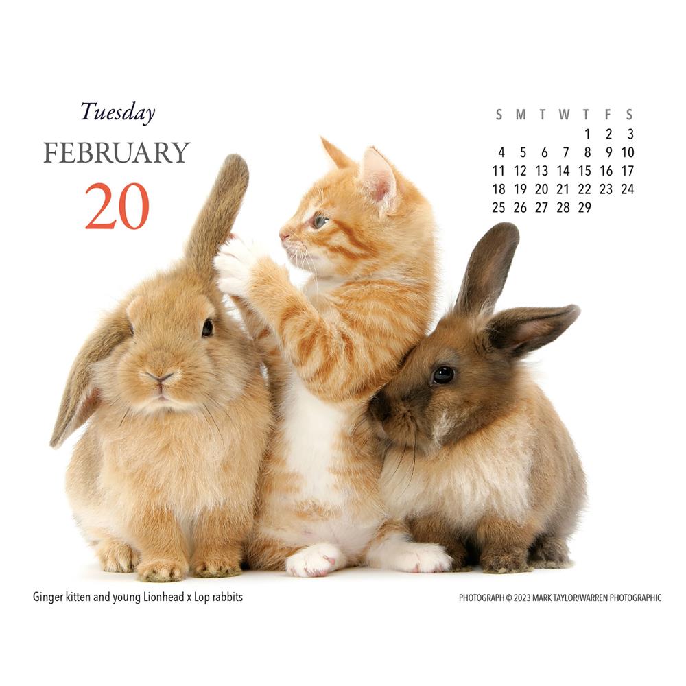 Kittens and Friends 2024 Box Calendar