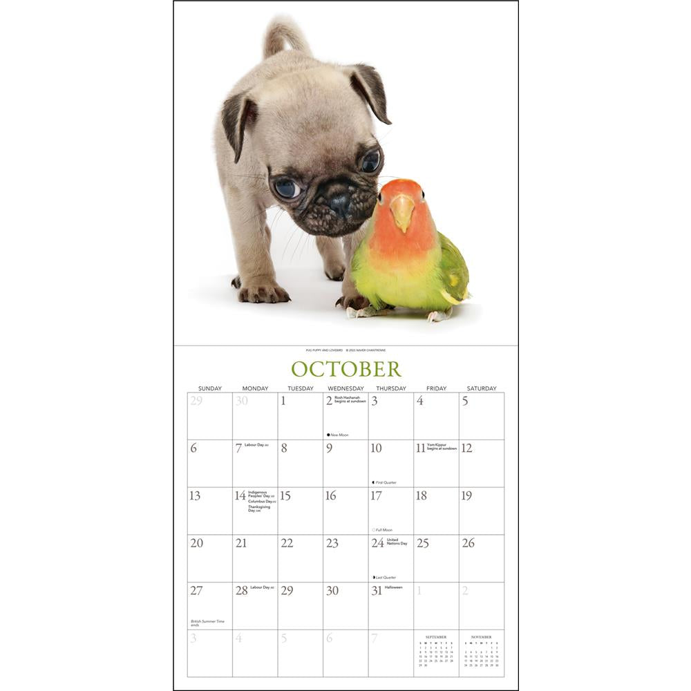 Pugs and Friends 2024 Wall Calendar