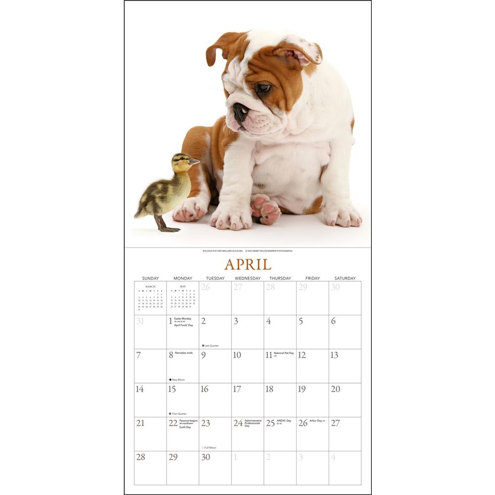 Puppies and Friends 2024 Wall Calendar