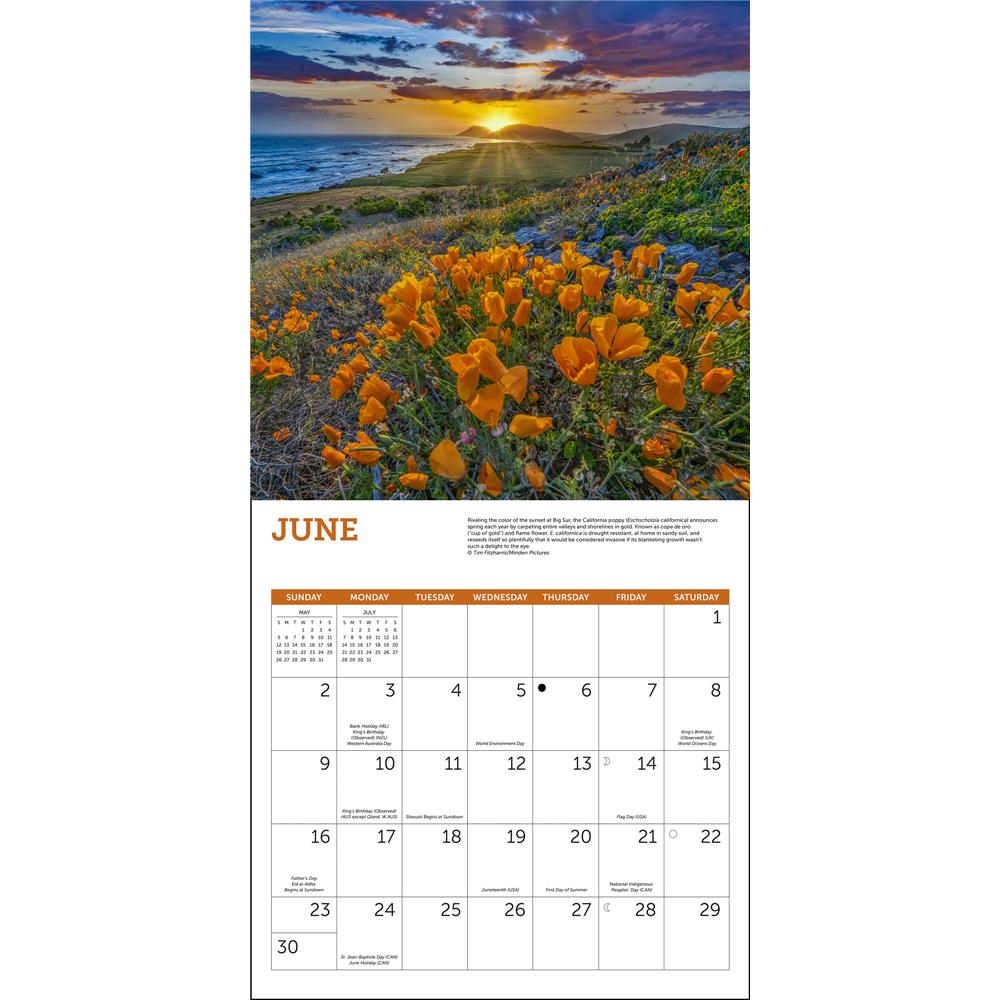 Wildflowers 2024 Wall Calendar