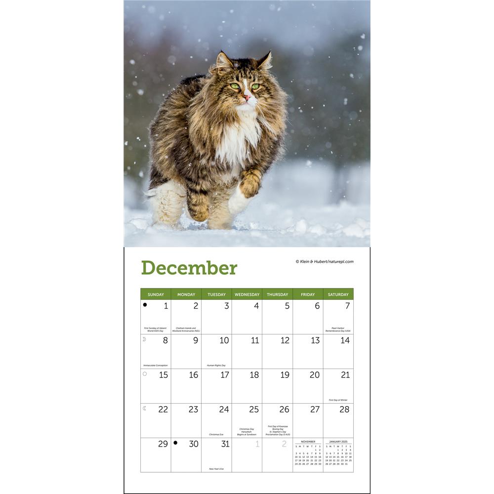 Cats 2024 Mini Calendar