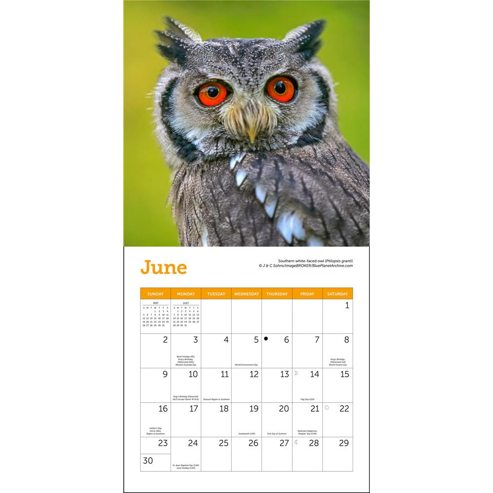 Owls 2024 Mini Calendar