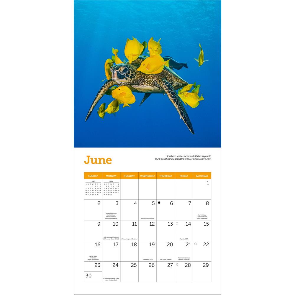 Sea Turtles 2024 Mini Calendar
