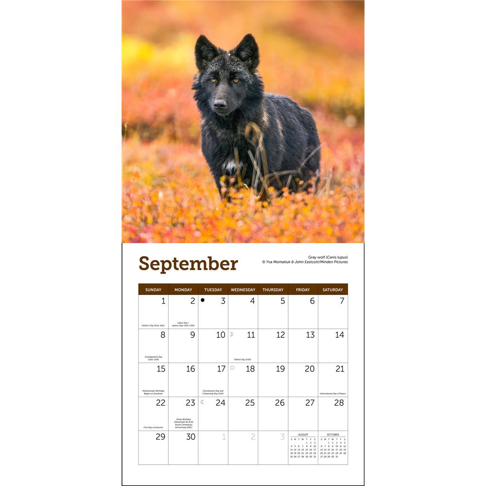 Wolves 2024 Mini Calendar