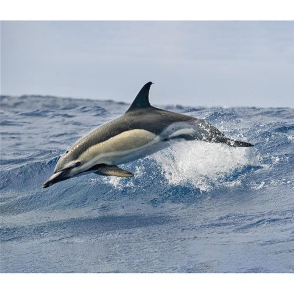 Dolphins WWF 2024 Wall Calendar product image