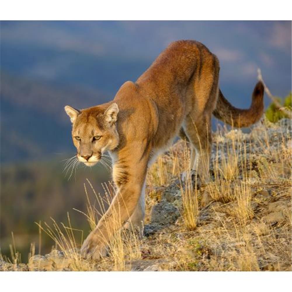 Wild Cats WWF 2024 Wall Calendar product image