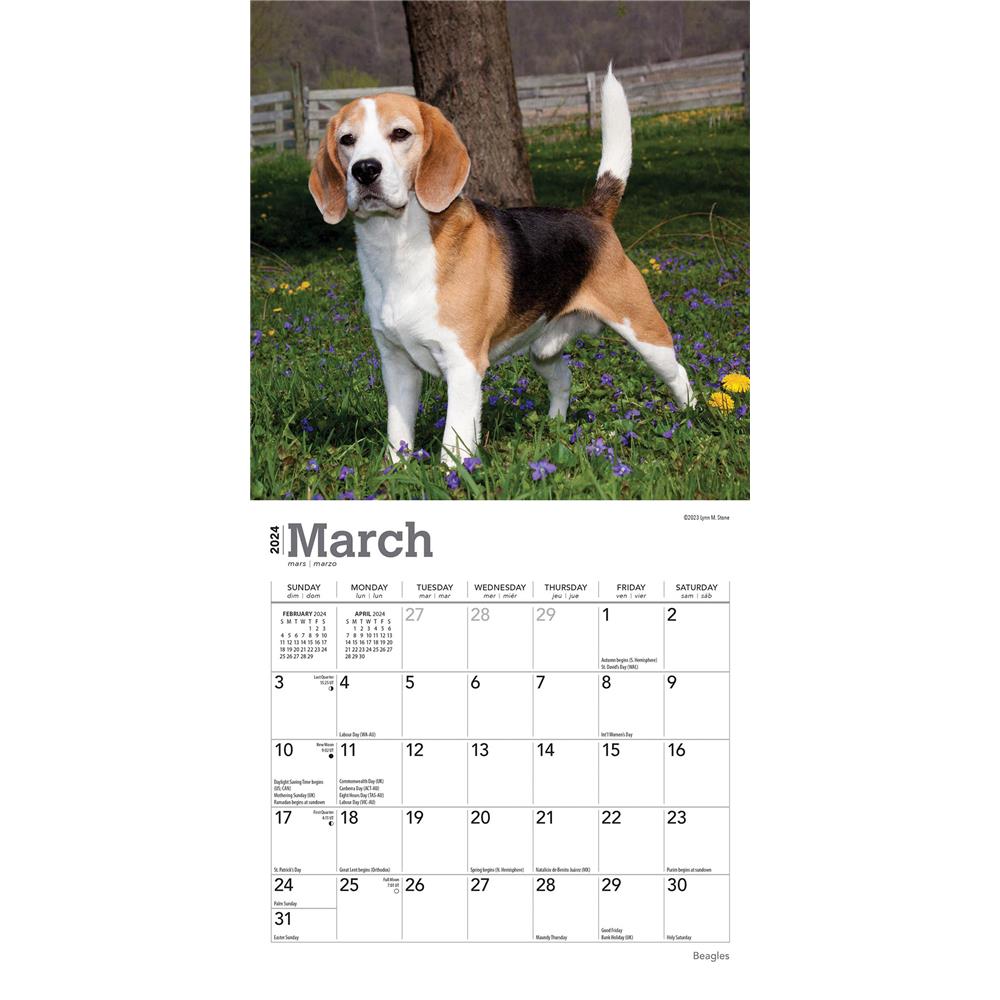 Beagles 2024 Mini Calendar