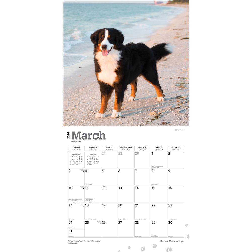 Bernese Mountain Dogs 2024 Wall Calendar