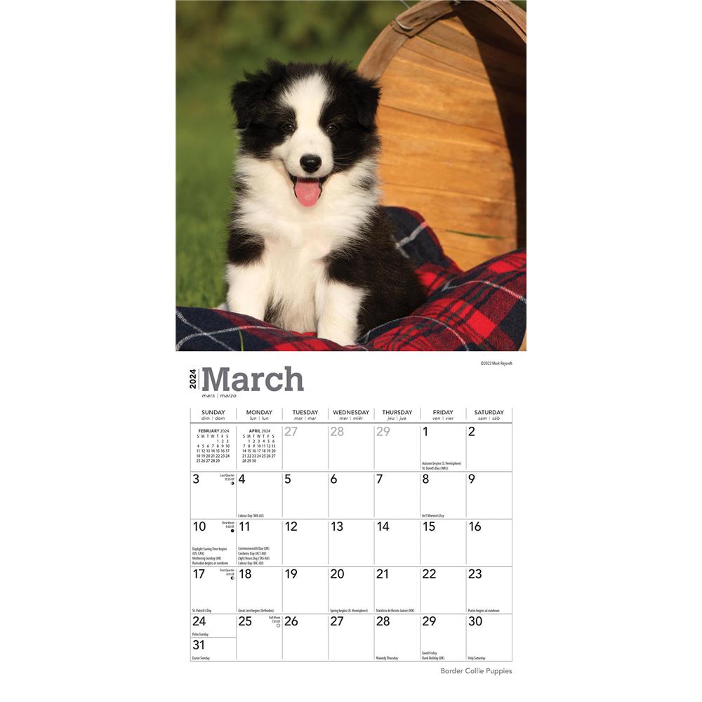 Border Collie Puppies 2024 Mini Calendar