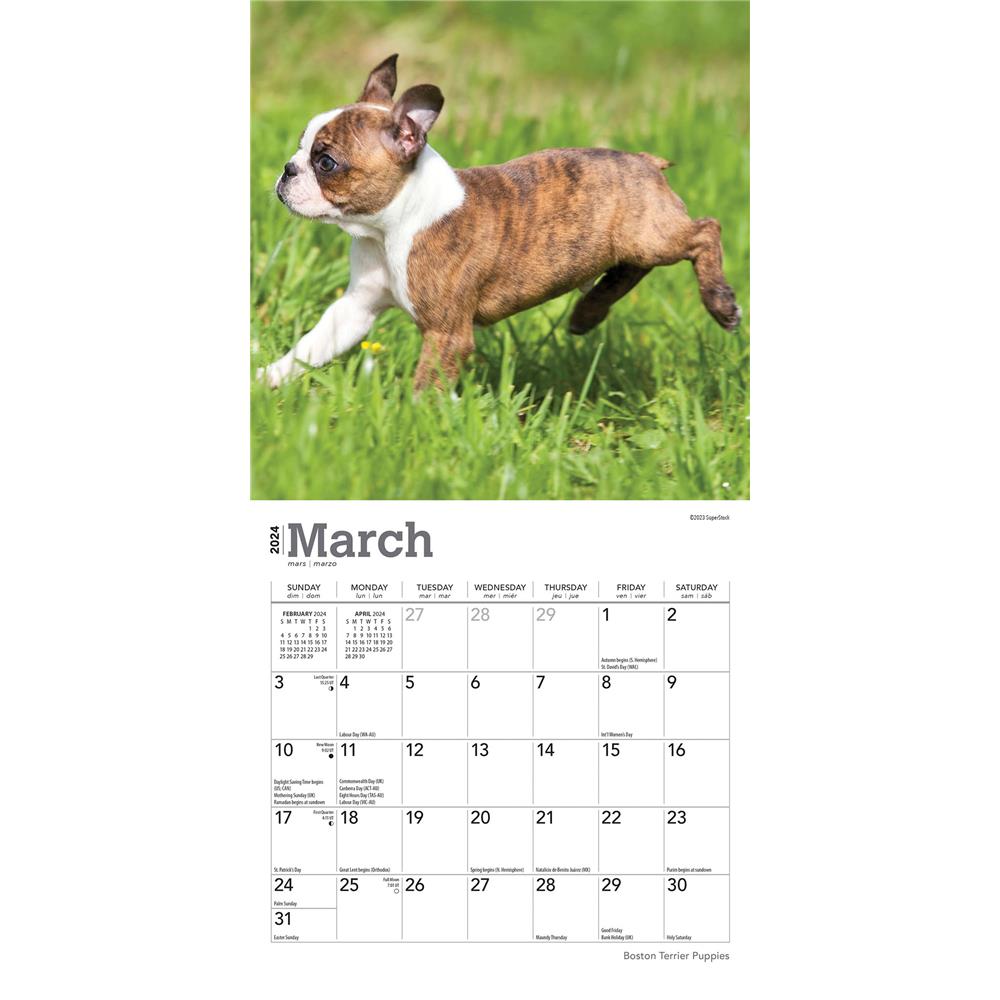 Boston Terrier Puppies 2024 Mini Calendar
