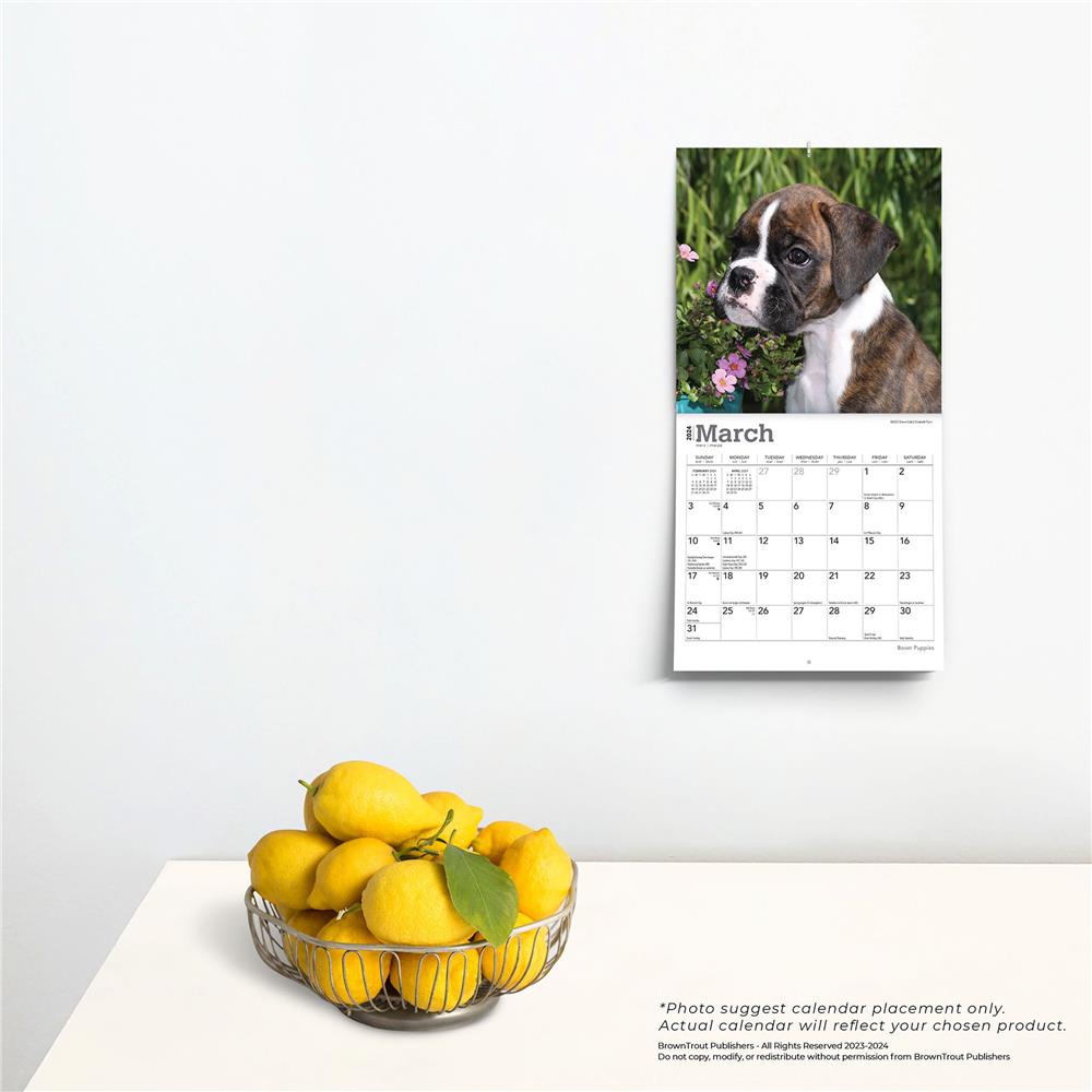 9781975461928 Boxer Puppies 2024 Mini Calendar BrownTrout - Calendar Club