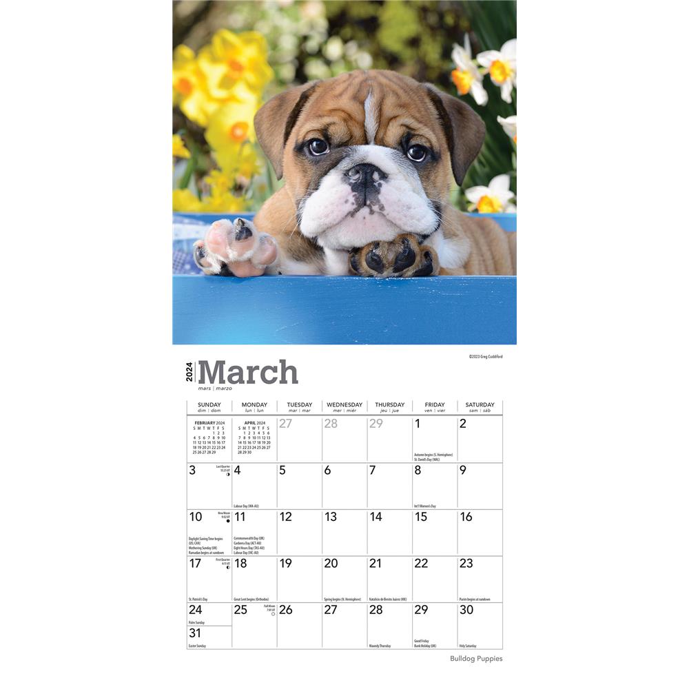 Bulldog Puppies 2024 Mini Calendar