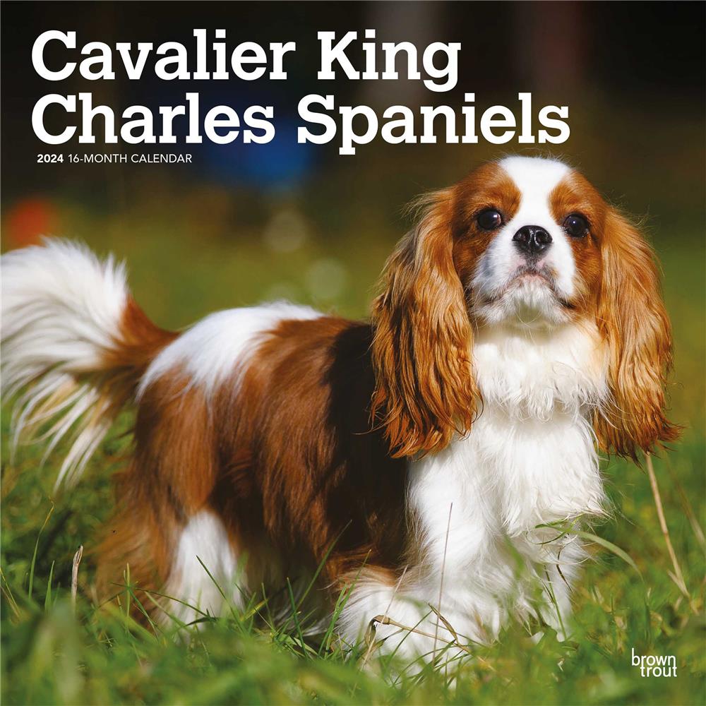 Cavalier King Charles Spaniels 2024 Wall Calendar