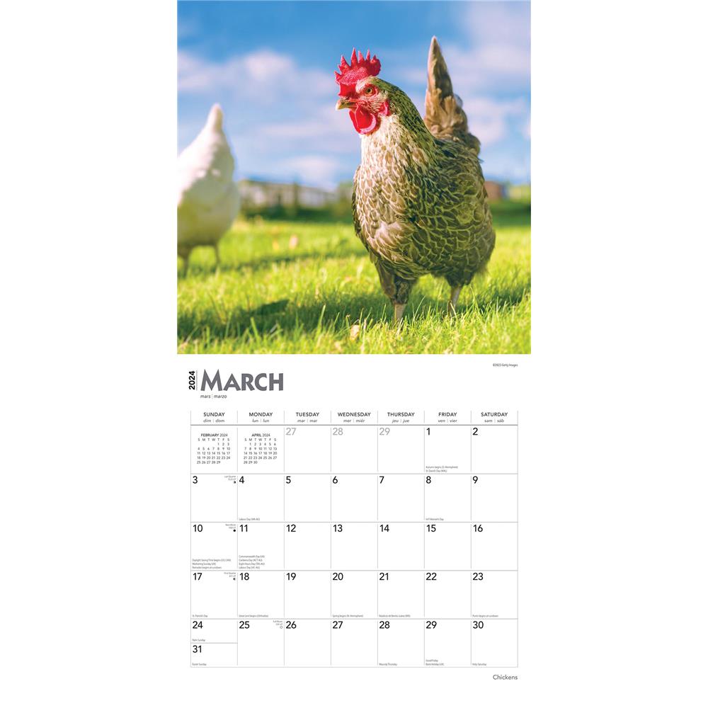 Chickens 2024 Wall Calendar