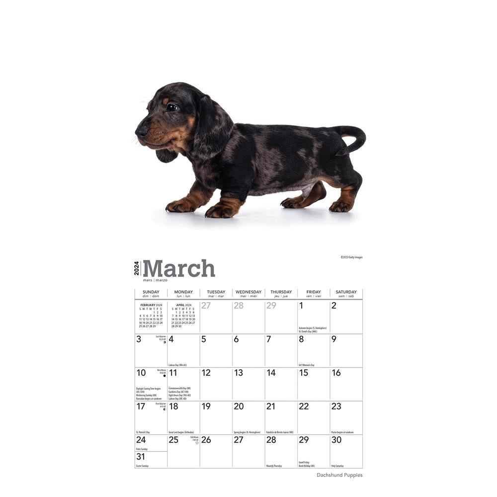Dachshund Puppies 2024 Mini Calendar