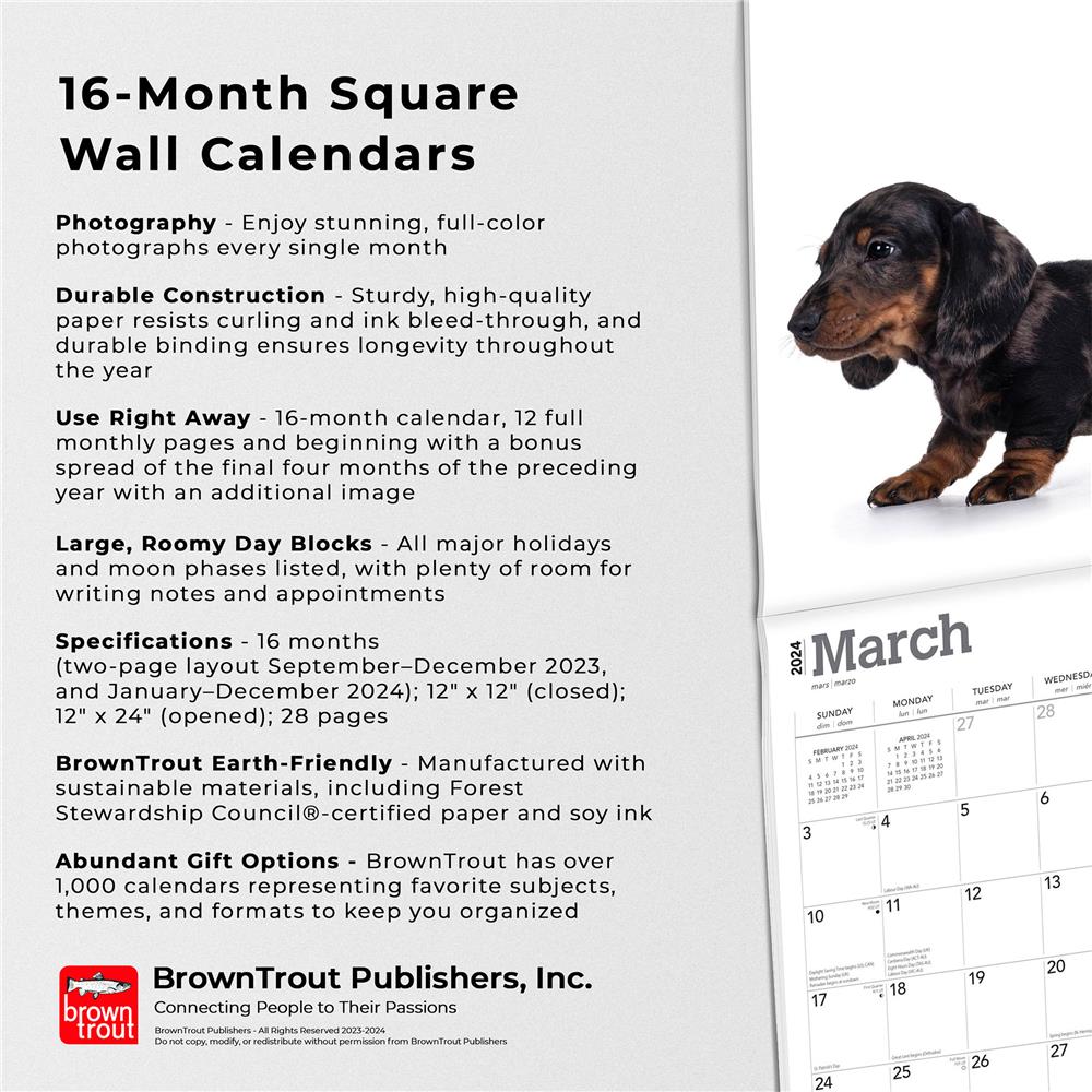Dachshund Puppies 2024 Wall Calendar