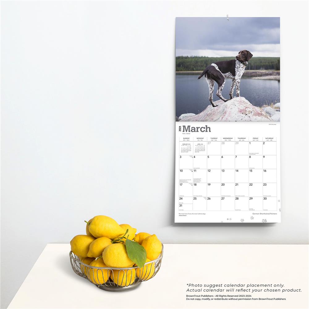 German Shorthaired Pointers 2024 Wall Calendar