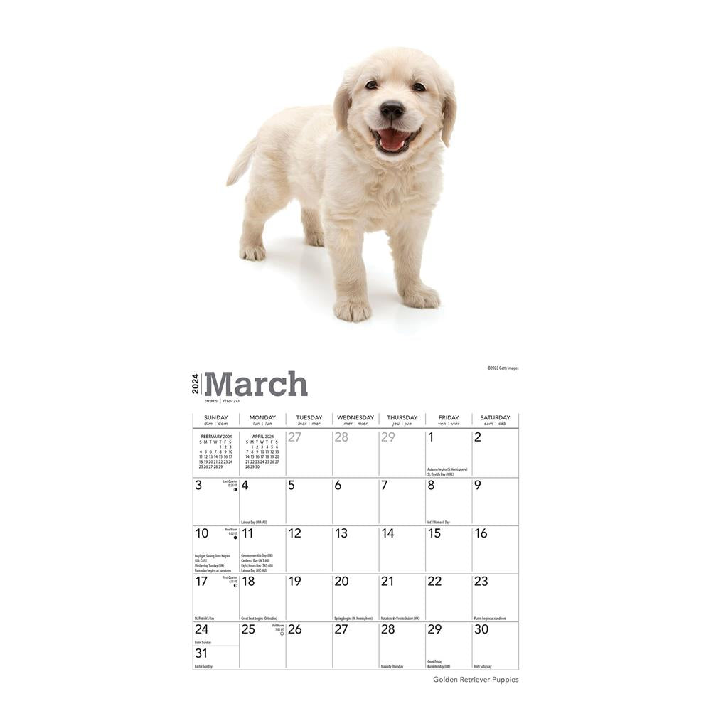 Golden Retriever Puppies 2024 Mini Calendar