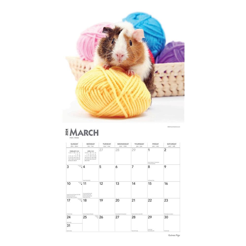 Guinea Pigs 2024 Wall Calendar