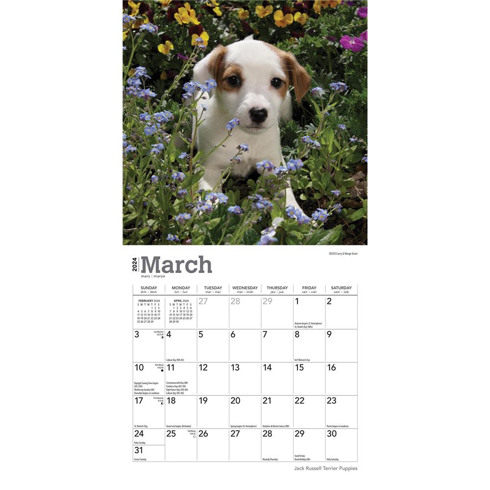 Jack Russell Terrier Puppies 2024 Mini Calendar - Online Exclusive