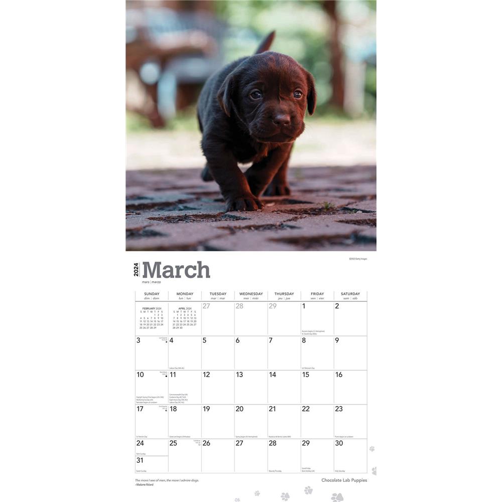 Chocolate Lab Puppies 2024 Wall Calendar