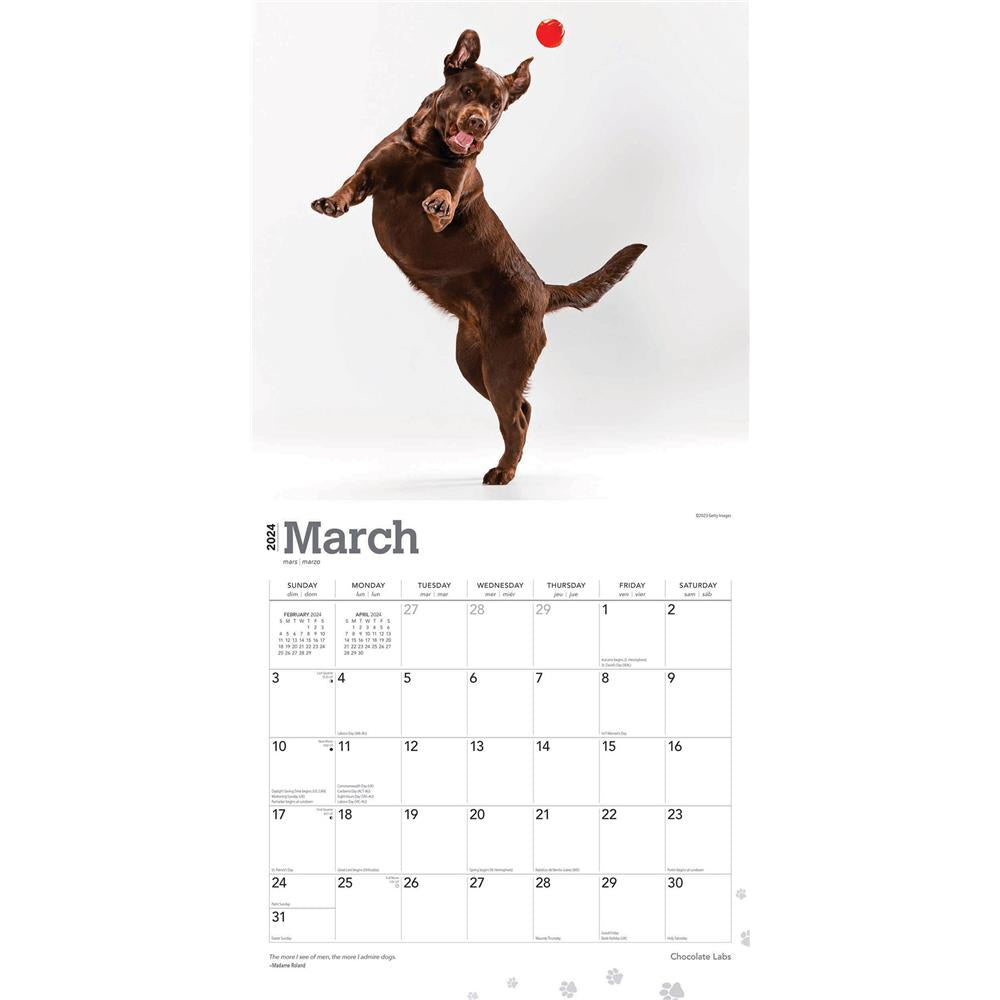 Chocolate Lab 2024 Wall Calendar