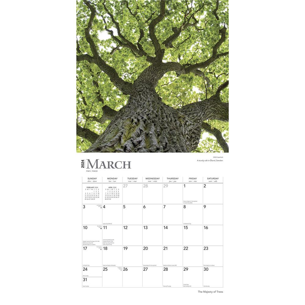 Majesty of Trees 2024 Wall Calendar - Online Exclusive