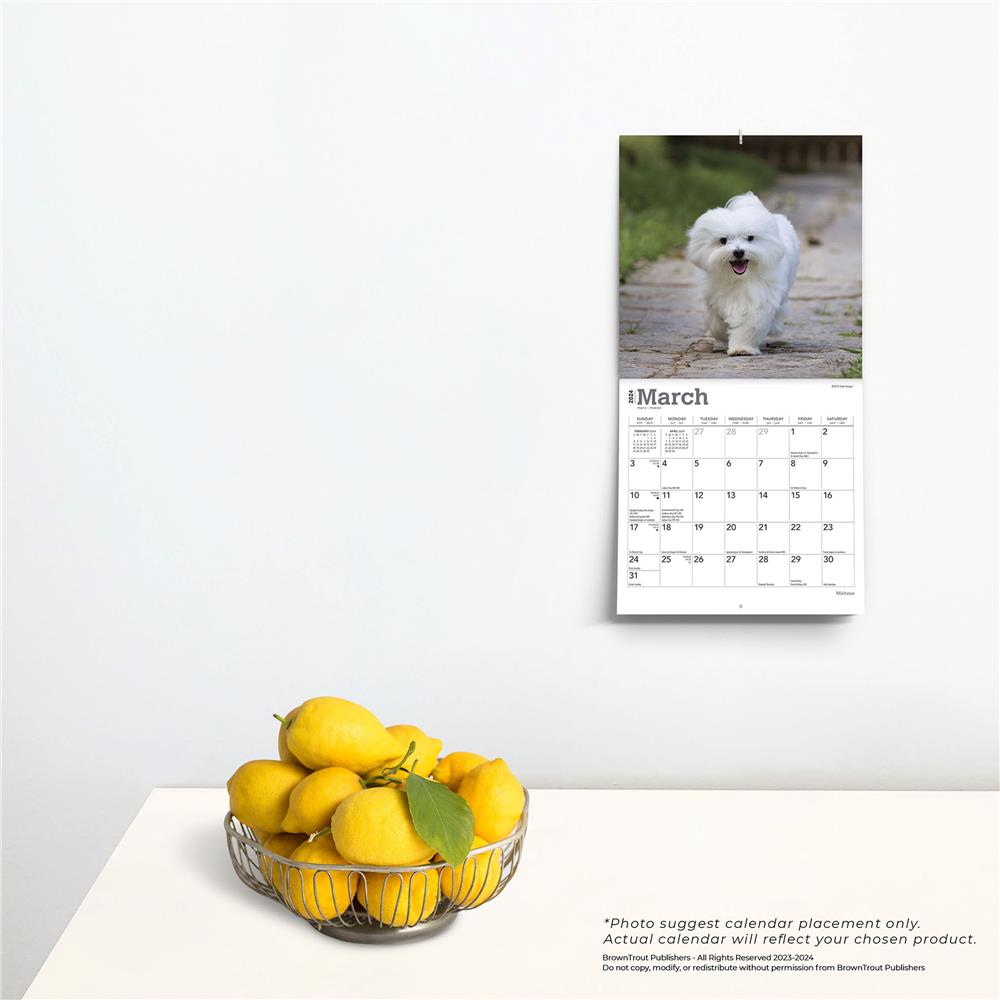 Maltese 2024 Mini Calendar - Online Exclusive