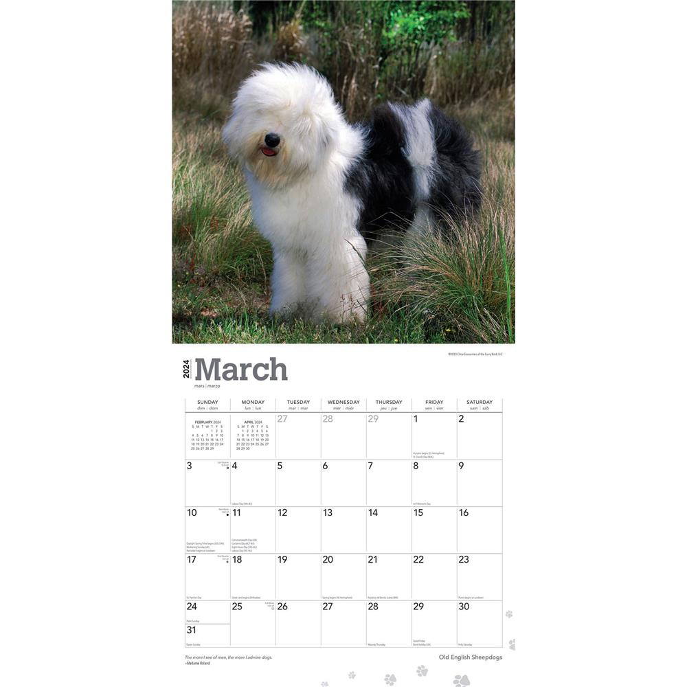 Old English Sheepdogs 2024 Wall Calendar