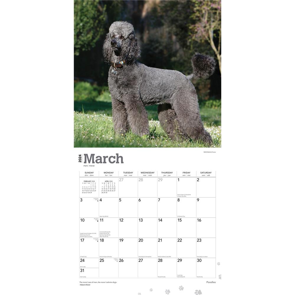 Poodles 2024 Wall Calendar