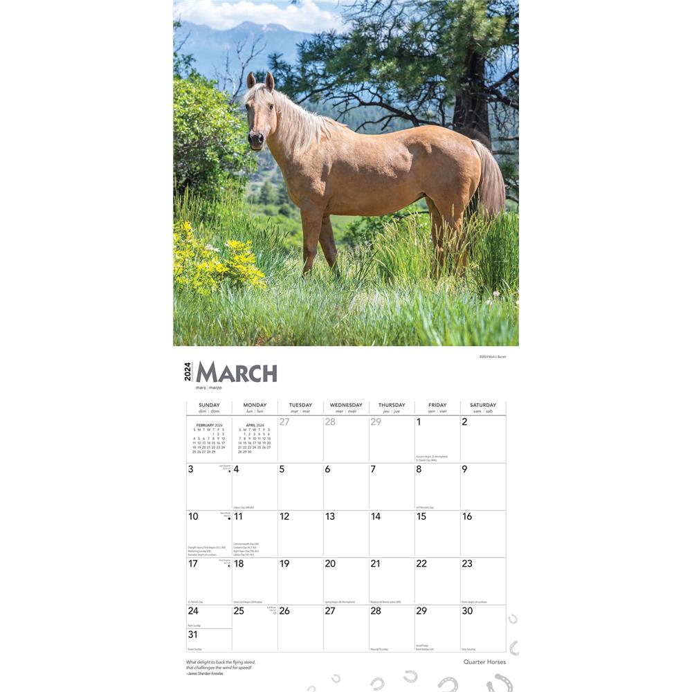 Quarter Horses 2024 Wall Calendar - Online Exclusive