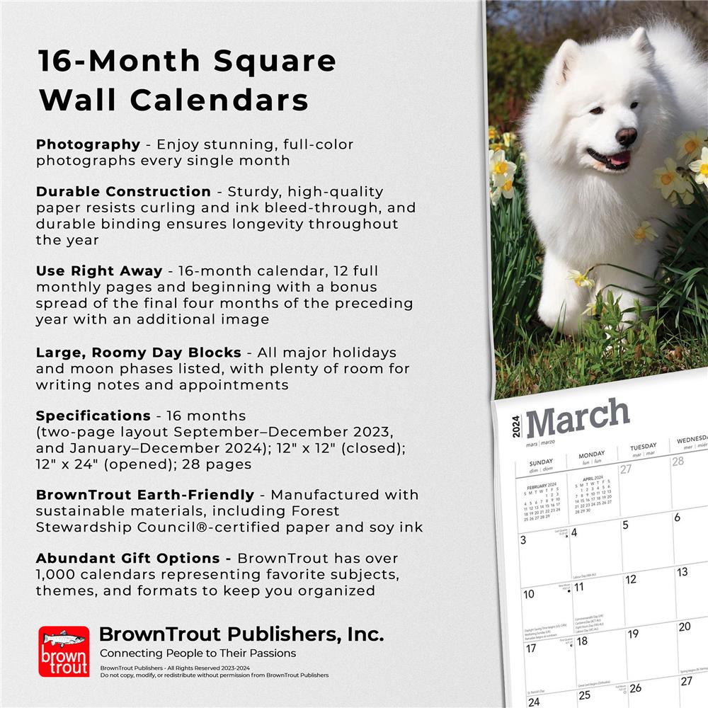 Samoyeds 2024 Wall Calendar