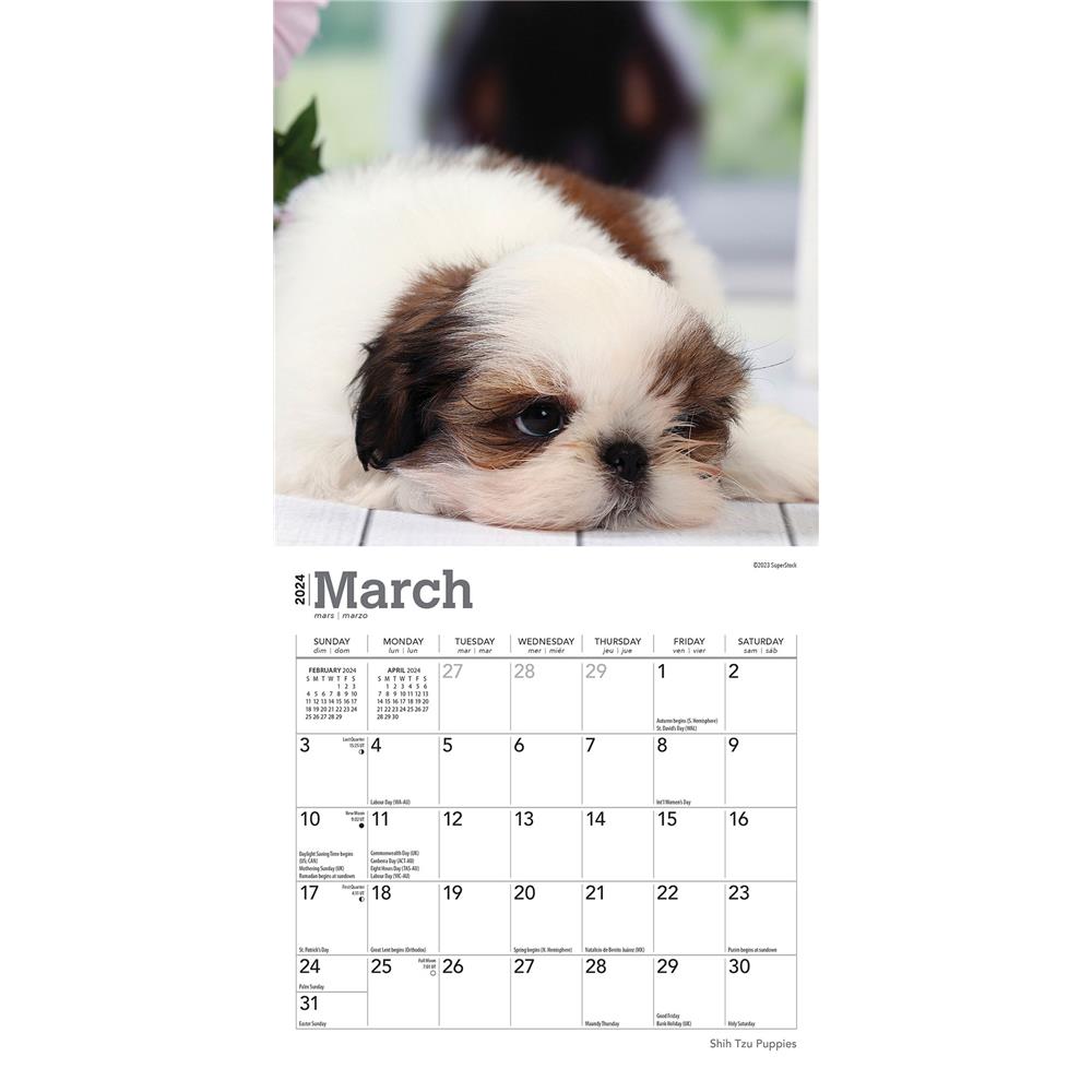 Shih Tzu Puppies | 2023 7 x 14 Inch Monthly Mini Wall Calendar | BrownTrout  | Animal Small Dog Breed Puppy DogDays